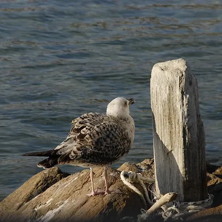 아파트호텔 Bella Vista 4*